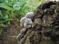 Schizophyllum commune image