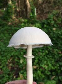 Leucoagaricus leucothites image