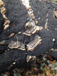 Trametes versicolor image