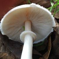 Leucoagaricus leucothites image