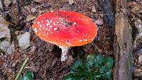 Amanita muscaria image