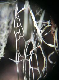 Ramalina menziesii image