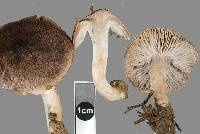 Tricholoma terreum image