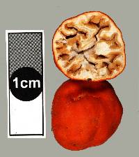 Paurocotylis pila image
