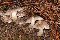 Tricholoma terreum image