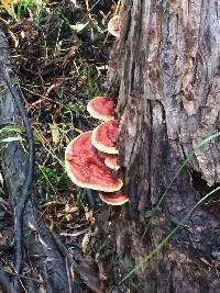 Ganoderma tsugae image