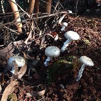 Amanita ananiceps image