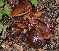 Suillus pungens image