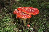 Amanita muscaria image