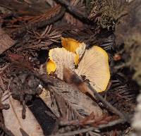 Cantharellus californicus image