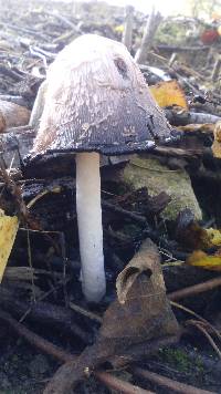 Coprinus comatus image