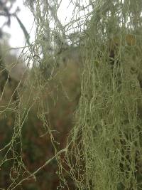 Ramalina menziesii image