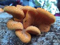 Phyllotopsis nidulans image