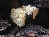 Hericium erinaceus image