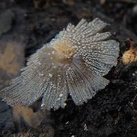 Coprinellus micaceus image