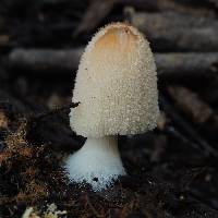 Coprinellus micaceus image