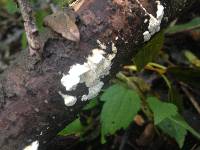 Schizophyllum commune image