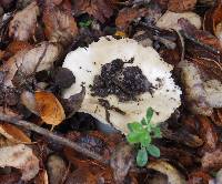 Russula brevipes image