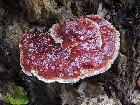 Ganoderma lucidum image