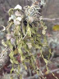 Ramalina leptocarpha image