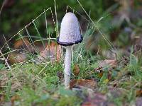 Coprinus comatus image