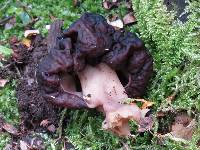 Gyromitra tasmanica image