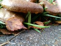 Paxillus involutus image