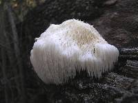 Hericium erinaceus image