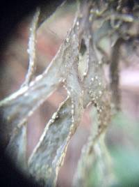 Ramalina subleptocarpha image