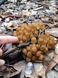 Coprinellus micaceus image