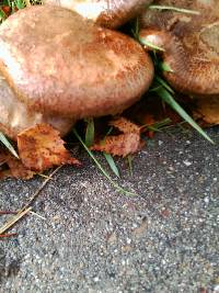 Paxillus involutus image