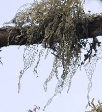 Ramalina menziesii image