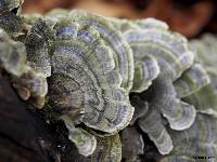 Trametes versicolor image