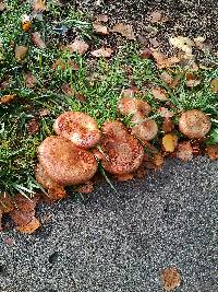 Paxillus involutus image