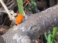 Tremella mesenterica image