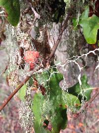 Ramalina menziesii image