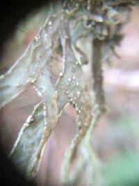 Ramalina subleptocarpha image