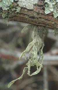 Ramalina subleptocarpha image