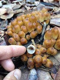 Coprinellus micaceus image