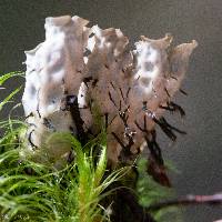 Peltigera dolichorrhiza image