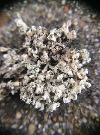 Physcia adscendens image