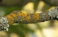 Xanthoria parietina var. parietina image