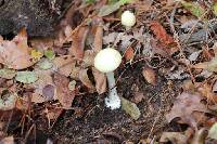 Amanita gemmata image