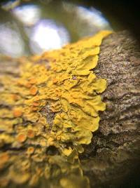 Xanthoria parietina var. parietina image