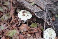 Amanita gemmata image