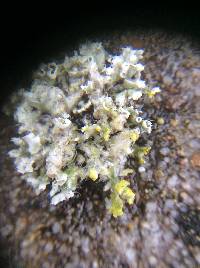 Physcia adscendens image