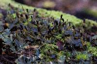 Peltigera dolichorrhiza image