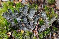 Peltigera dolichorrhiza image