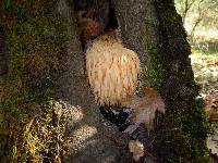 Hericium erinaceus image