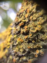 Xanthoria parietina var. parietina image